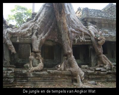 De jungle en de tempels van Angkor Wat