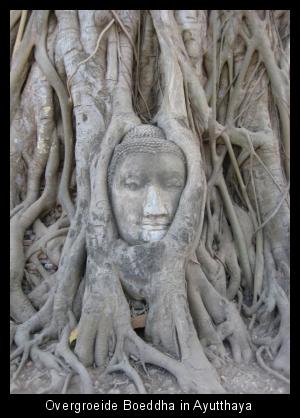Overgroeide Boeddha in Ayutthaya